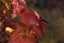 Wilder Wein....das ist vielleicht ein intensives ROT! Hach! Ich bin wirklich ein ♥Herbsttyp♥...und nicht nur Wilder Wein macht mich wild...hihhiii!