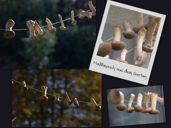 im eigenen Garten geerntet... und weil´s so viele waren, haben wir einige zum Trocknen aufgehängt...
Hallimasch ♥