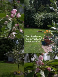 Garten '❀FrühJAAAAA❀'