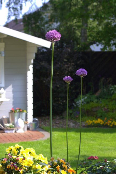 Mai 2013: An einem schönen Sonntag, der den Namen auch verdient! Überall im Garten öffnen sich nach und nach die Kugeln des Riesenlauchs :-)