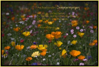 Garten 'Ƹ̵̡Ӝ̵̨̄ƷSommer´13'