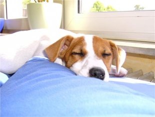 unsere Hündin Shiva