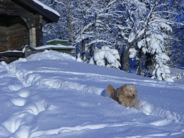 Haustiere 'unser Hund'