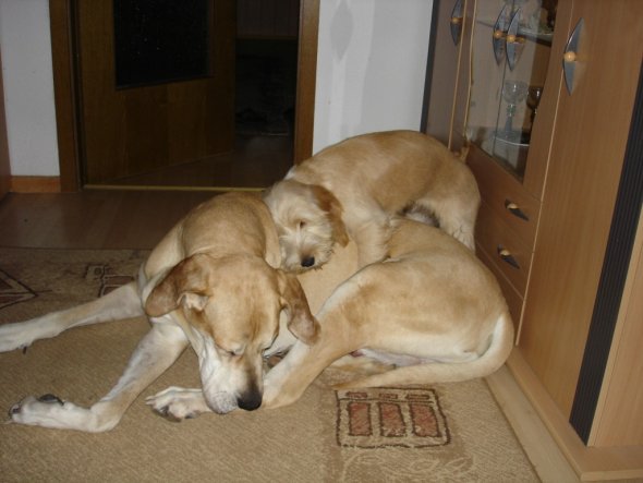 unser Toni nur wenige Wochen alt mit seinem großen Freund der Dogge Leo