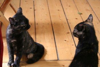 Polly und Pippa