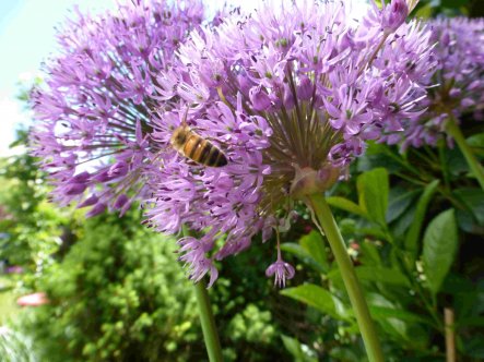 Bienchen sind auch schon fleißig!