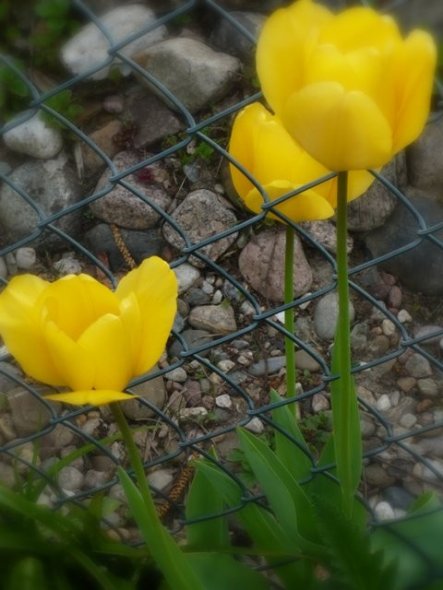 Garten 'Frühling'