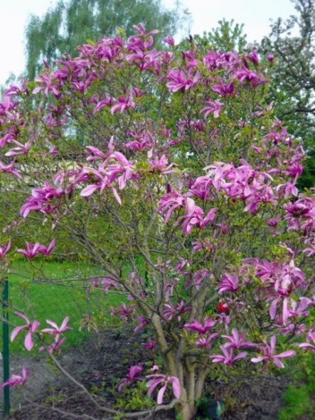 Garten 'Frühling'