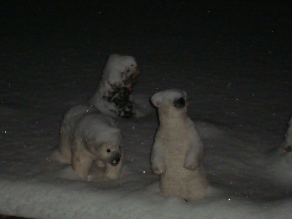 Unsere neuen Bewohner.... die Eisbären sind los...