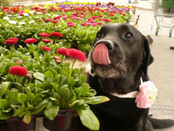 Wohnzimmer 'Flohmarktschatz'