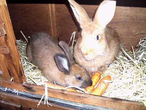Neuseeländer Inge und Ute