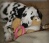 Haustiere 'Unsere Hunde'