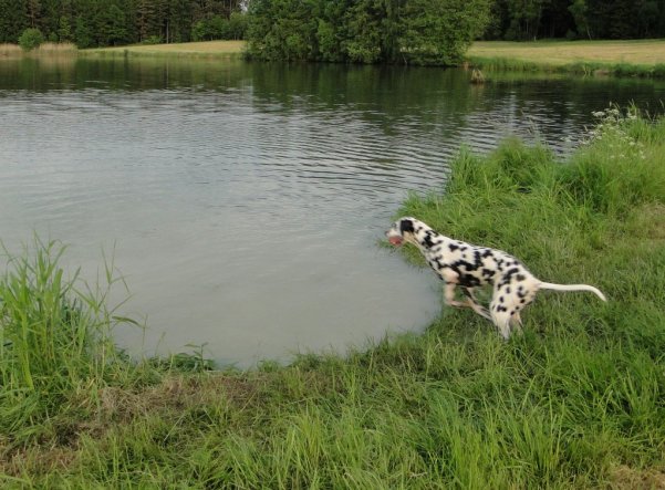 Haustiere 'Flug-Hund'