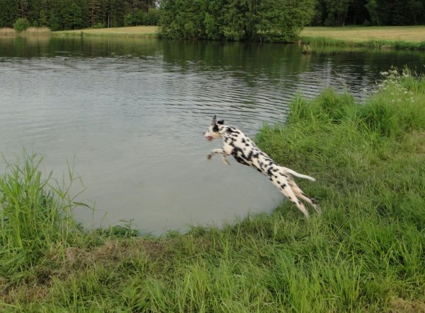 Haustiere 'Flug-Hund'