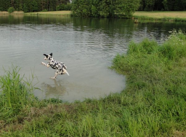 Haustiere 'Flug-Hund'