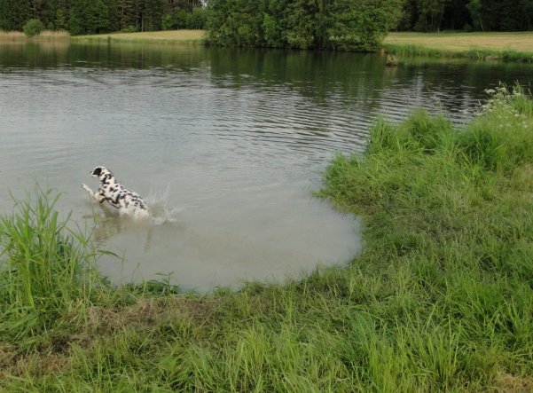 Haustiere 'Flug-Hund'