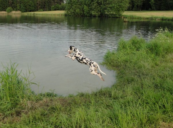 Haustiere 'Flug-Hund'