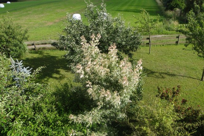 Garten 'Gartenreich'