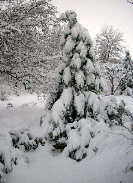 Garten 'Winterlandschaft'