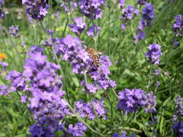 Garten 'unser Paradies'