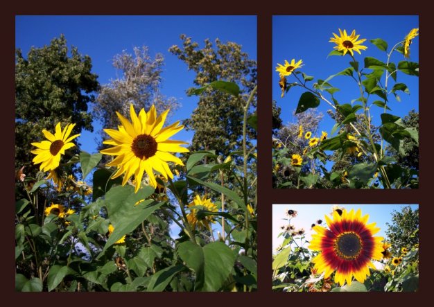 Sonnenblumen in unserem Garten