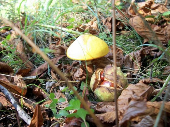 Deko 'Herbst'