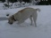 Haustiere 'Buddy'
