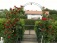 Garten 'Unser Garten'