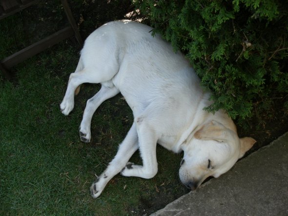 Hitzewille 39,8 °C und Buddy ist ko.