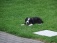 Haustiere 'Border Collie Welpe "Jessy"'