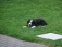 Haustiere 'Border Collie Welpe "Jessy"'