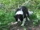 Haustiere 'Border Collie Welpe "Jessy"'