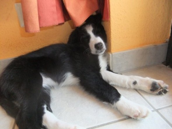 Haustiere 'Border Collie Welpe "Jessy"'