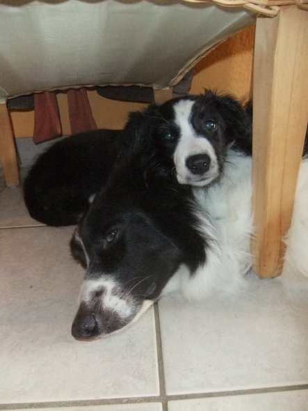 Haustiere 'Border Collie Welpe "Jessy"'