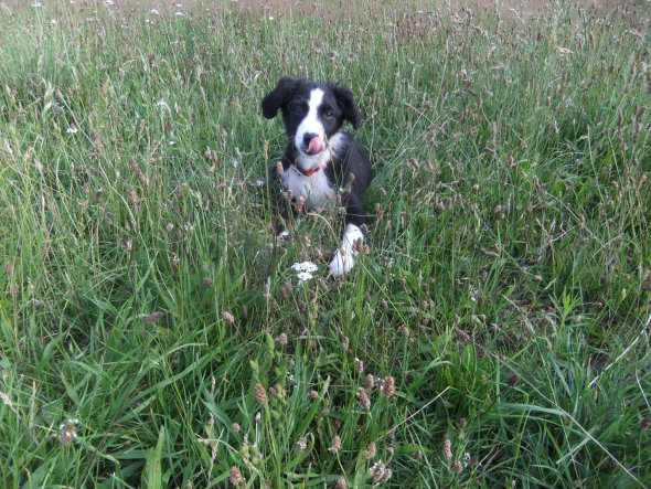 Haustiere 'Border Collie Welpe "Jessy"'