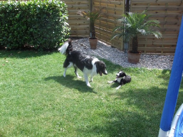 Haustiere 'Border Collie Welpe "Jessy"'