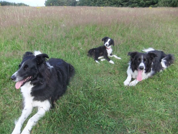 Haustiere 'Border Collie Welpe "Jessy"'