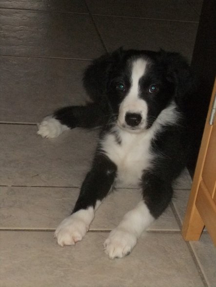 Haustiere 'Border Collie Welpe "Jessy"'