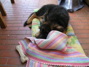 Mein Hund
