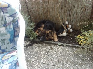 Mein Hund