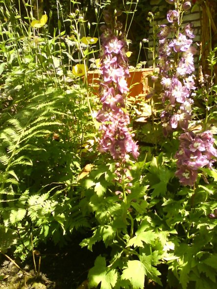 Garten 'Wilder Garten'