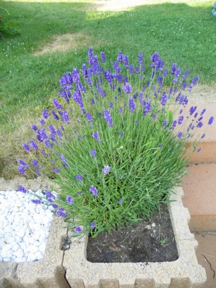 Diesen Lavendel habe ich vor ca 2 Jahren im Kaufland für 0,80€ gekauft und ihn so aufgepeppt