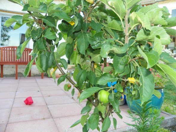 Das ist ein Zwerg Apfelbaum den wir im Frühjahr erst gepflanzt haben