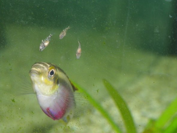 Nachwuchs bei meinen Sohn im Aquarium