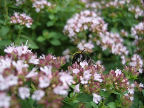 Die Kräuter dienen gleichzeitig als Bienenweide