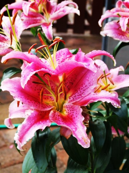 Garten 'Garten'