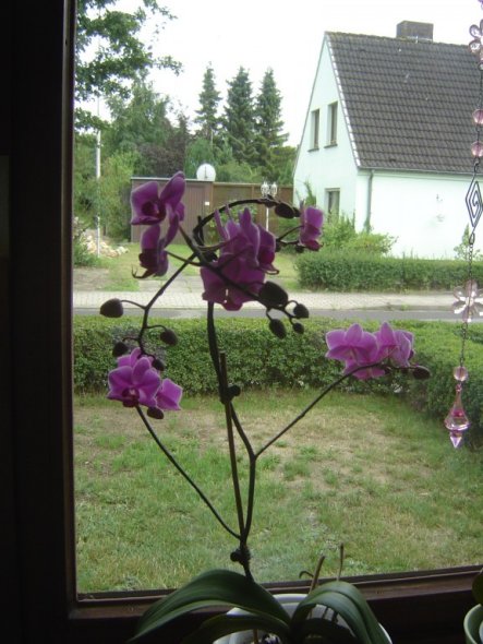 Hobbyraum 'Orchideen/ Handarbeiten'