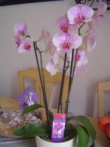 Hobbyraum 'Orchideen/ Handarbeiten'