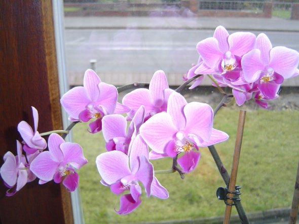 Hobbyraum 'Orchideen/ Handarbeiten'