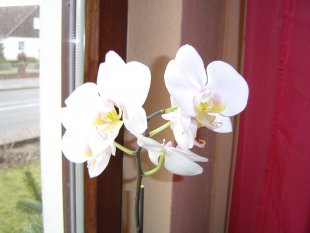 Orchideen/ Handarbeiten